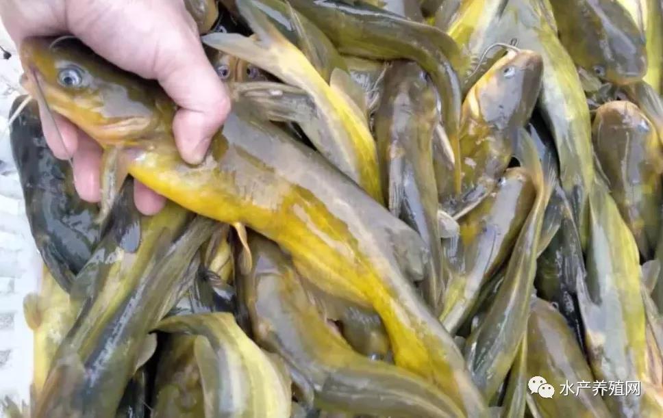 鮰魚價格變遷背后的故事，行情變化中的自信與成就感探尋