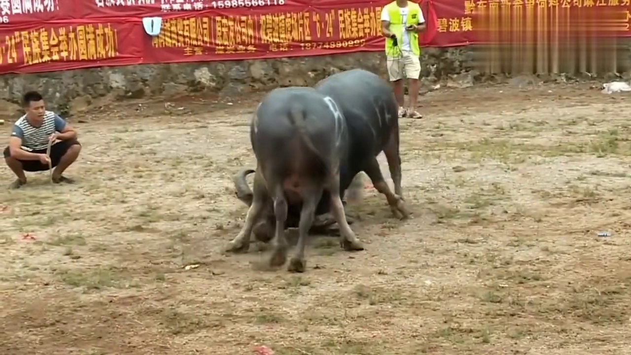 貴州斗牛傳奇篇章，回顧2017年斗牛比賽的精彩瞬間