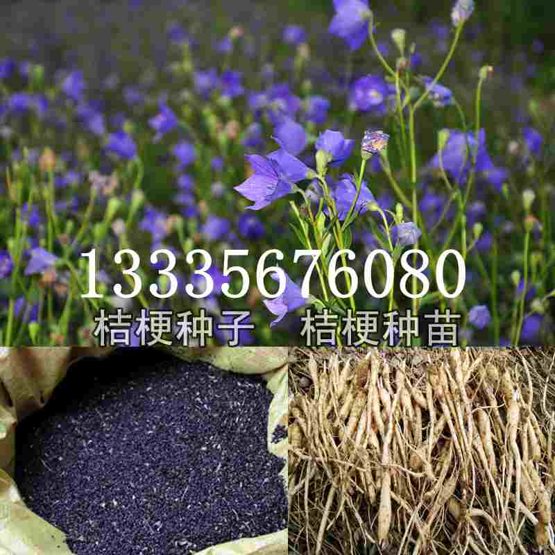 桔梗種子價格揭秘，成長旅程與自信綻放之路