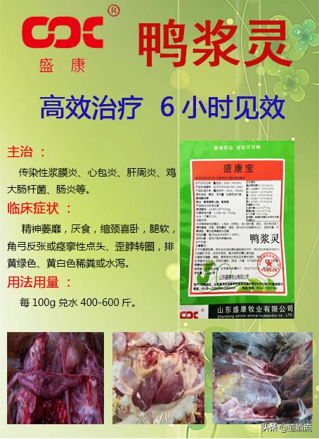 現(xiàn)在鴨苗行情詳解，選購、養(yǎng)殖與盈利的全方位指南