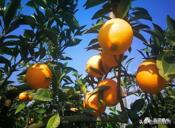 贛州上市公司，閃耀未來(lái)，共創(chuàng)繁榮時(shí)代！