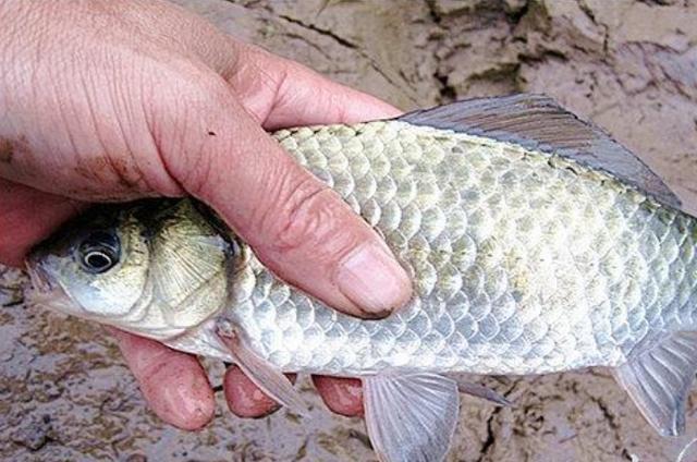 高科技智能魚探設(shè)備引領(lǐng)海洋探索新時代，最新魚訊速遞