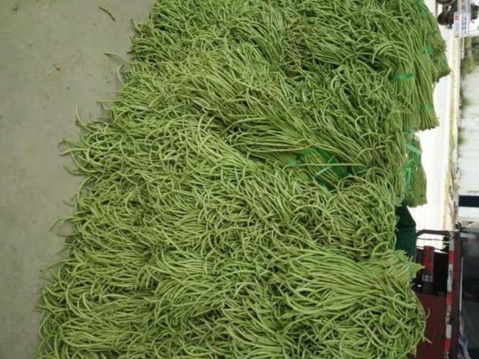 合浦豆角最新價(jià)格指南，獲取與比較豆角價(jià)格的方法及最新價(jià)格更新通知