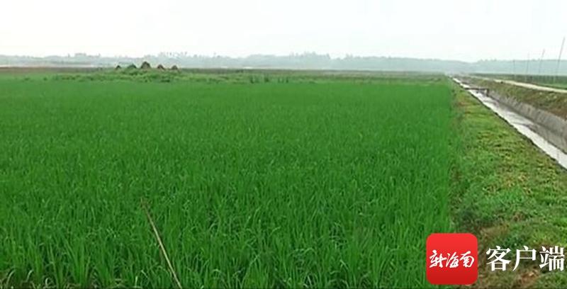 澄邁最新動態(tài)，自然美景探索之旅，尋覓內(nèi)心平和與寧靜的旅程