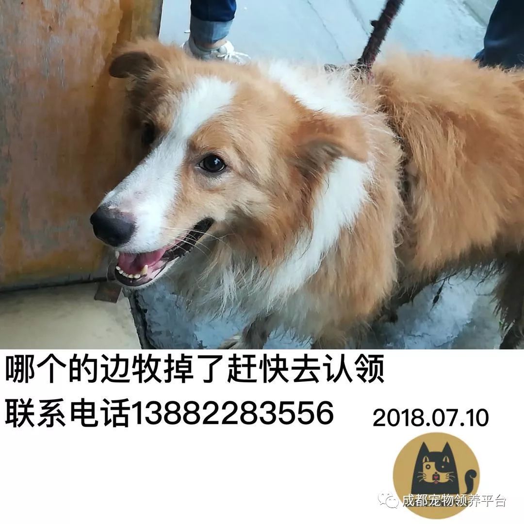 成都最新尋狗記，巷弄深處特色小店中的尋寵之旅