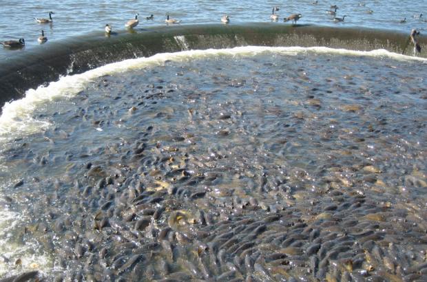 美國鯉魚成災(zāi)背后秘密揭秘，鯉魚泛濫與小巷獨特小店的故事