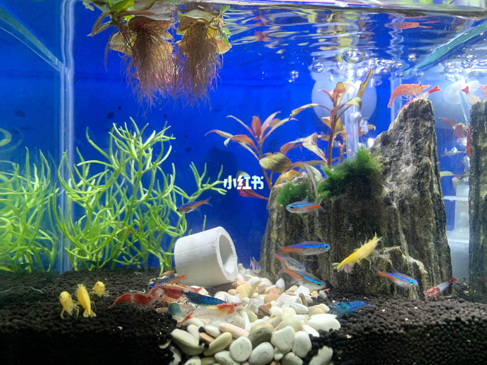 最新魚(yú)缸圖片，水族美學(xué)的時(shí)代變遷欣賞