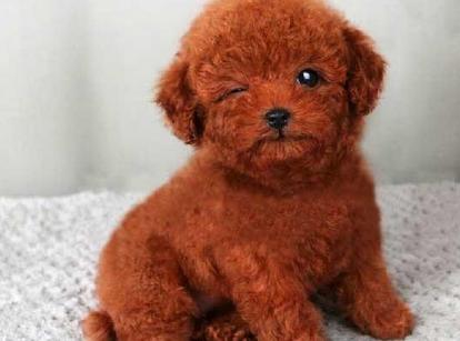 最新小鹿犬，趣事不斷，傳遞溫馨友誼與愛的小使者