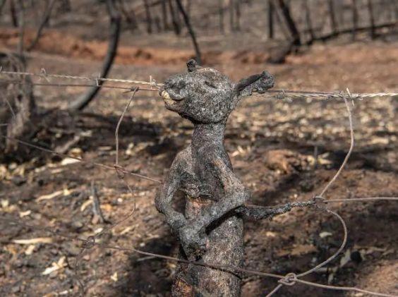 南澳山火最新情況更新，實(shí)時(shí)動(dòng)態(tài)與進(jìn)展