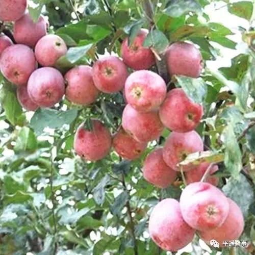 西太后愛心包最新系列，時尚與慈善的完美結(jié)合，展現(xiàn)獨(dú)特魅力風(fēng)采