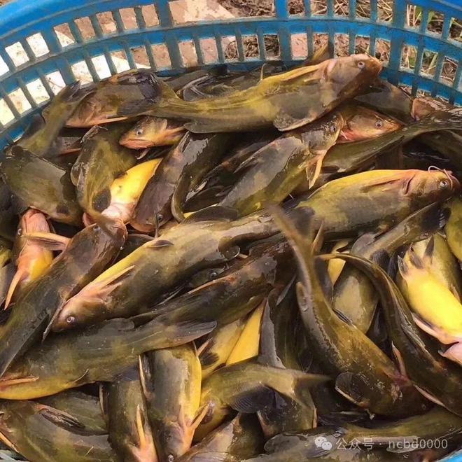 黃顙魚最新報(bào)價(jià)大全，專業(yè)指南與實(shí)時(shí)更新